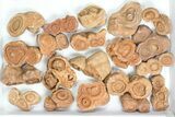 Lot: Sandstone Concretions (Pseudo-Stromatolites) - Pieces #82762-1